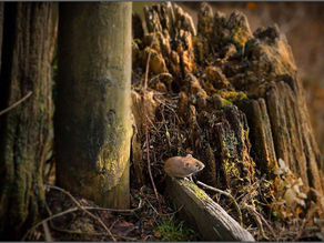 1st Open Competition results in outside broadcast