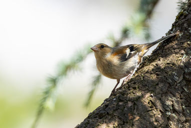 0D0A7457-sparrow_web.jpg