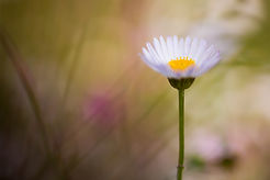 My daisy - the greetings card where it all began