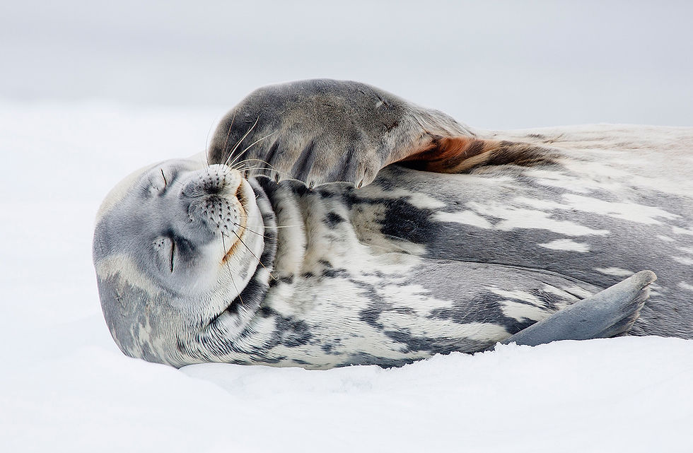 © Duncan and Deborah Armour