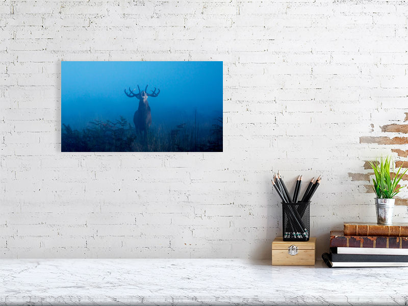 Thumbnail: Red stag at Dawn