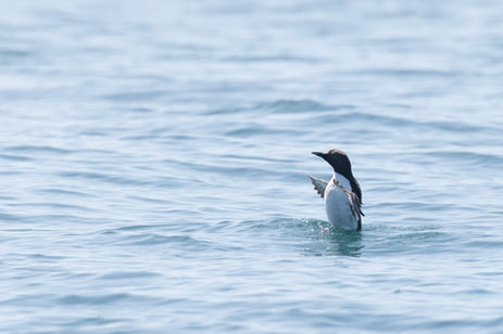 0D0A6797-guillemot_web.jpg