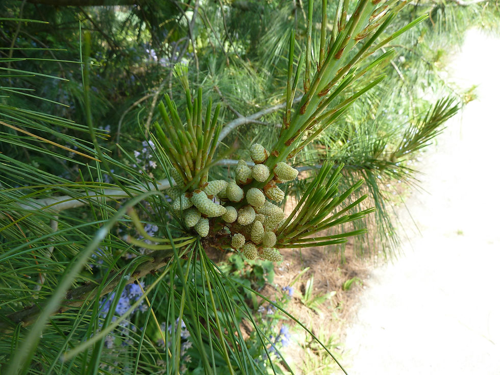 Miniaturbild: Tränenkiefer -Pinus Wallichiana - Frische Samen