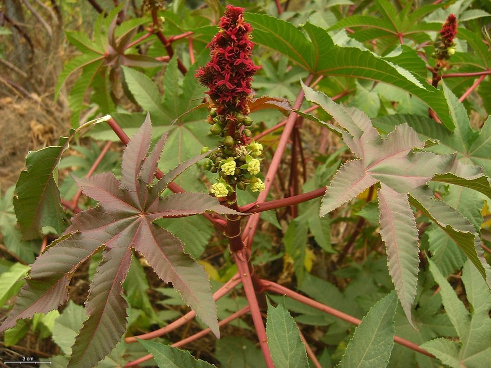 Thumbnail: Wunderbaum - Ricinus Communis - Frische Samen