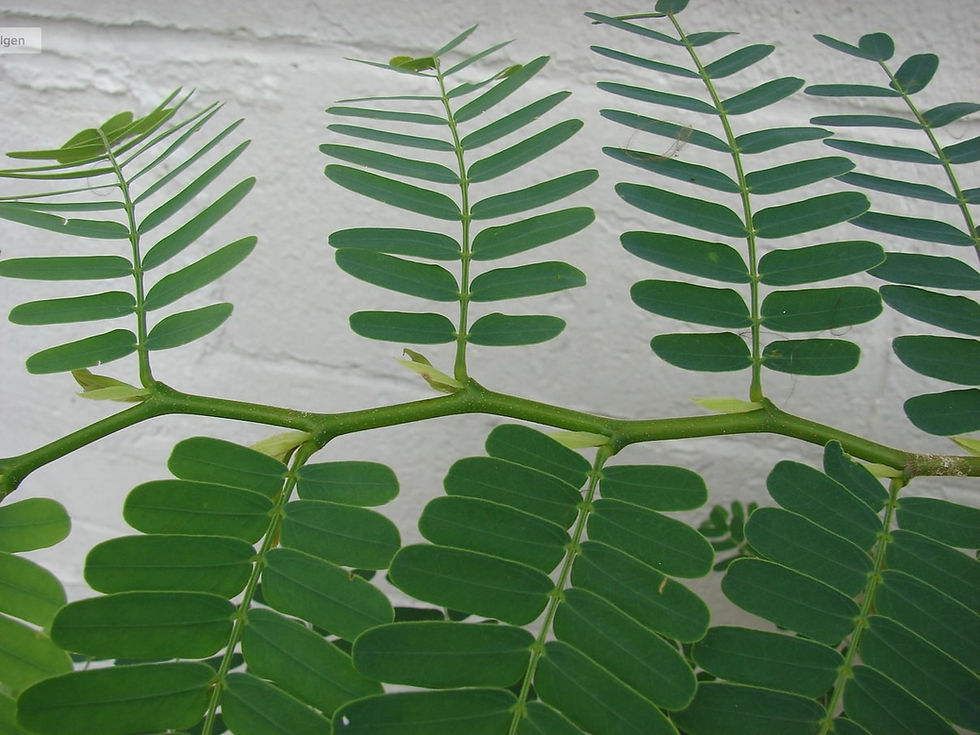 Miniatura: Süße Tamarinde - Tamarindus indica - Frische Samen