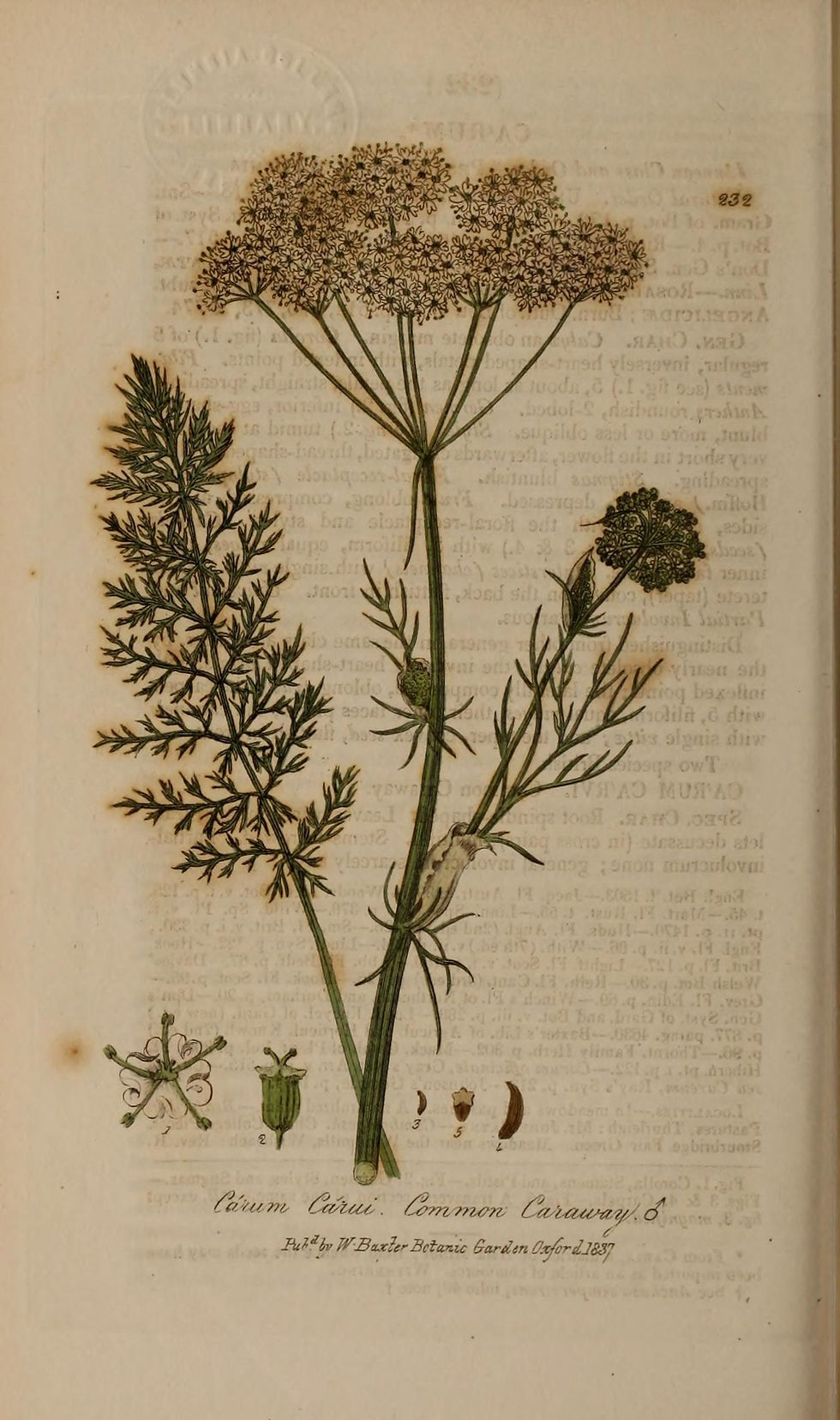 Thumbnail: Ägyptischer Kümmel - Carum Carvi - Ganz frische Samen