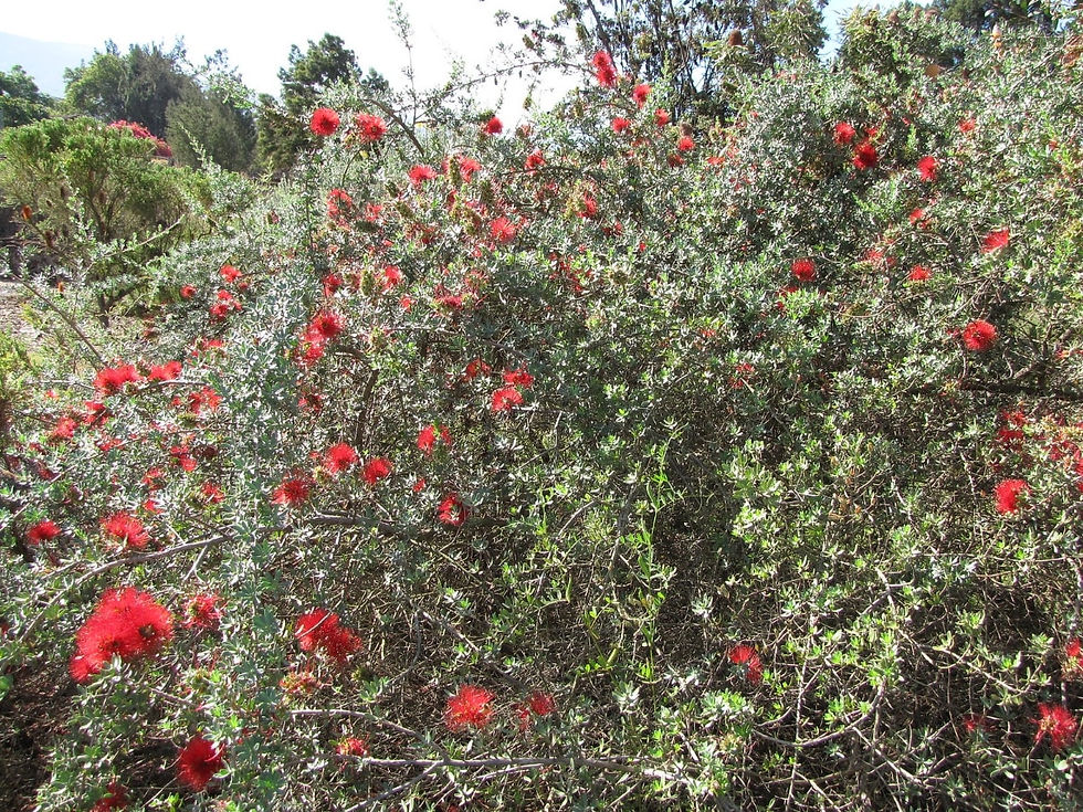 Miniatura: Scarlett - Kunzea - Kunzea Baxteri - Semillas frescas