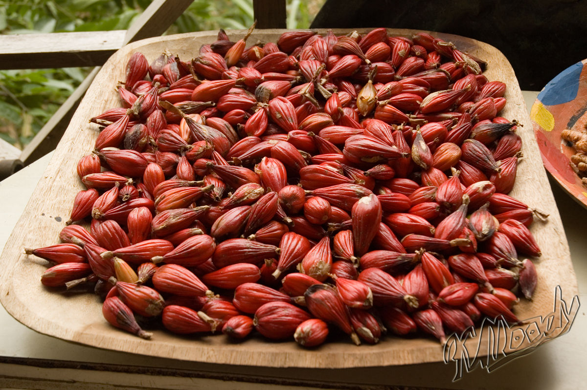 Himmel Frucht , Jinguenga - Aframomum alboviolaceum - Frische Samen