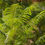 Miniatura: Palisanderholzbaum / Jacaranda - Frische Samen - Jacaranda Mimosifolia