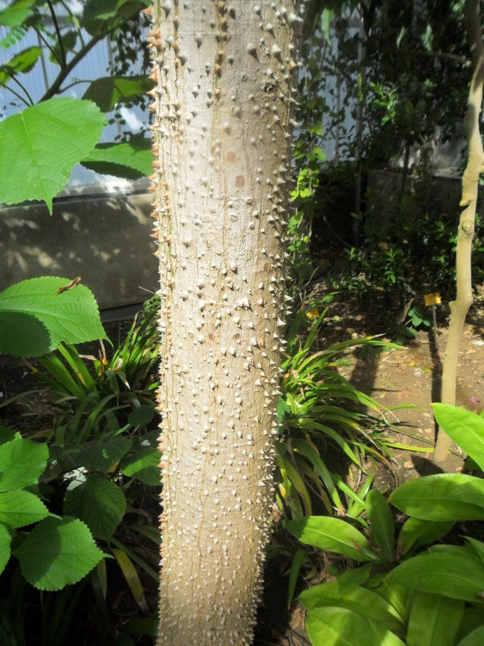 Miniatura: Albero di kapok / albero di lana di seta - Ceiba pentandra