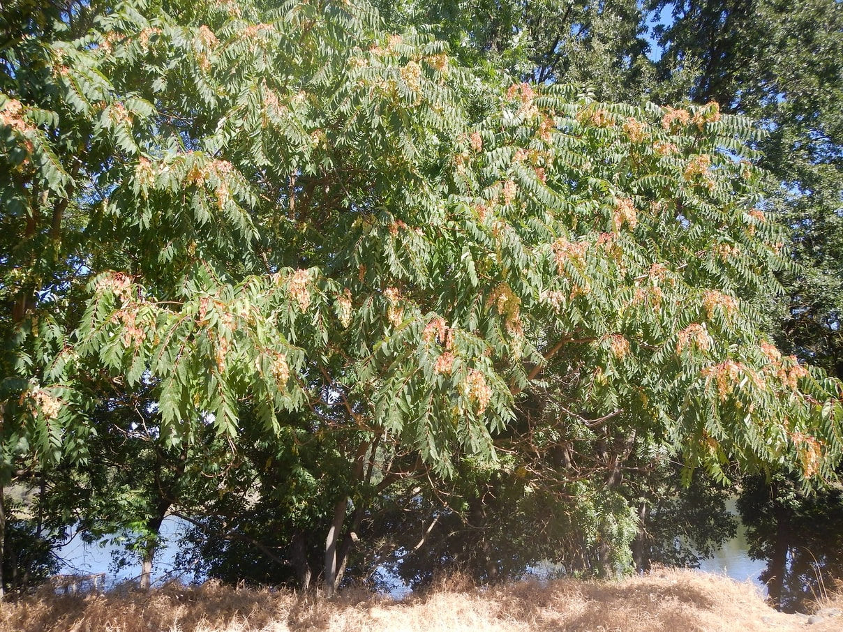 Baum der Götter - Ailanthus altissima - Frische Samen - extrem schnell wachsende