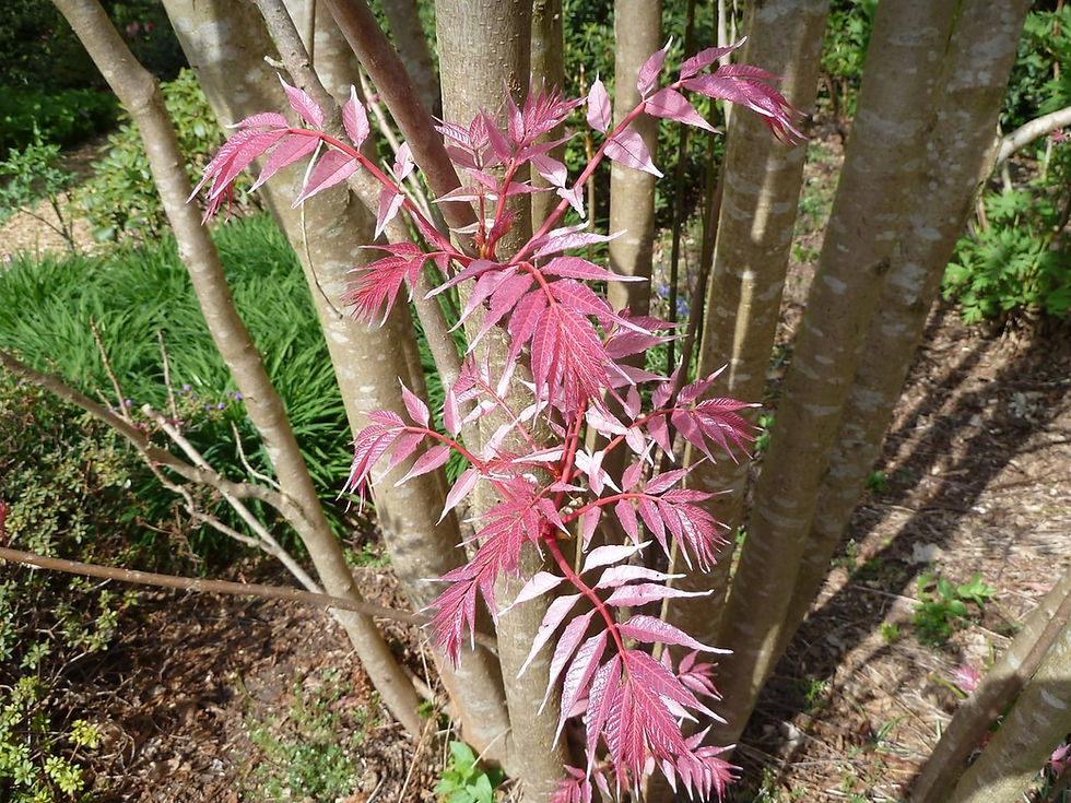 Thumbnail: Chinese vegetable tree - Toona sinensis