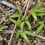 Miniature : Alexandrapalme - Frische Samen - Archontophoenix Alexandrae