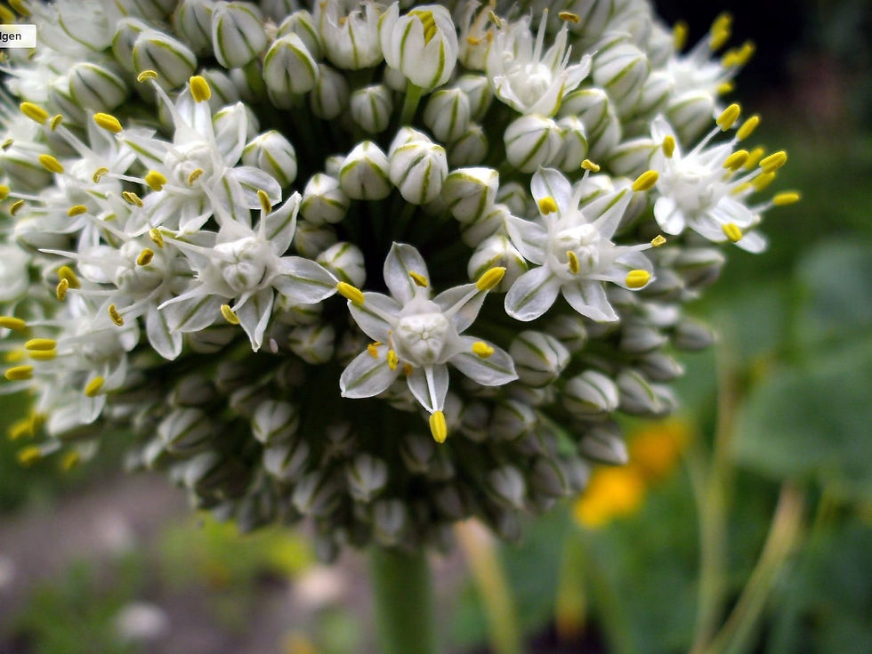 Miniatura: Zwiebel 'Walla Walla Sweet Round'
