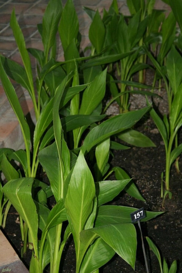 Miniatura: Indisches Blumenrohr - Rot - Canna Indica - Frische Samen