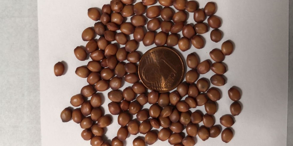 Thumbnail: Package - 1: Judas Tree, Okra, Washigtonia Palm