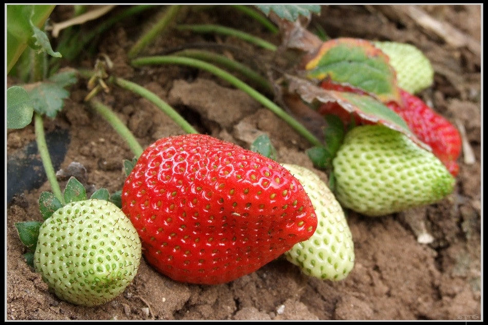 Miniature : fraises d'escalade