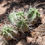 Thumbnail: Hikuri Cactus - Echinocereus Triglochidiatus - Fresh Seeds