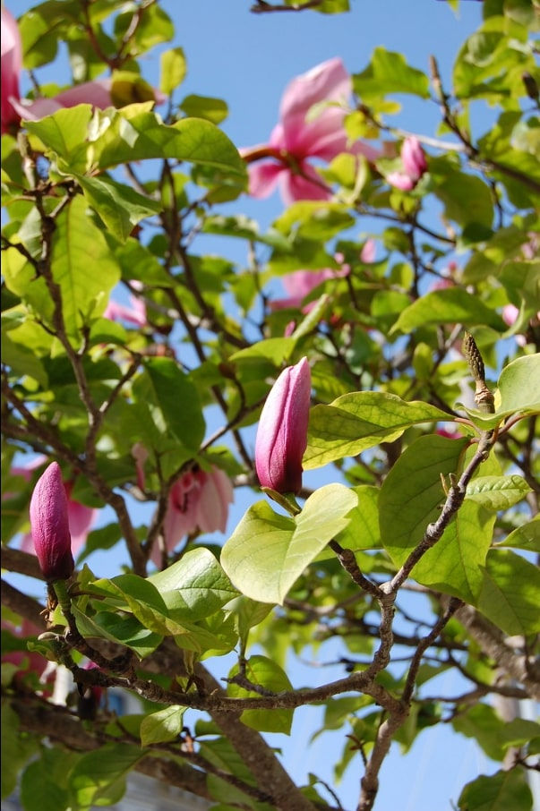 Miniatura: Mezcla de magnolia - blanco a rojo