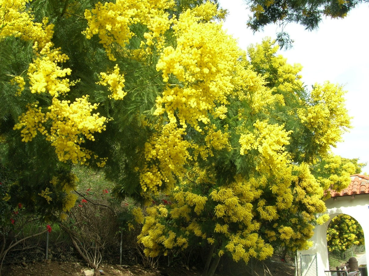 Australian silver acacia - Acacia decurrens