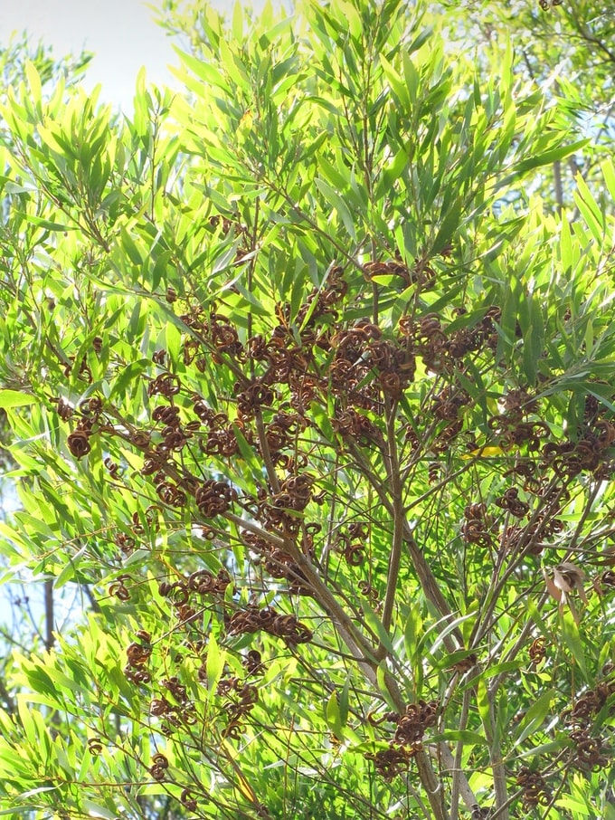 Thumbnail: Schwarzholz Akazie - Acacia Melanoxylon - Frische Samen