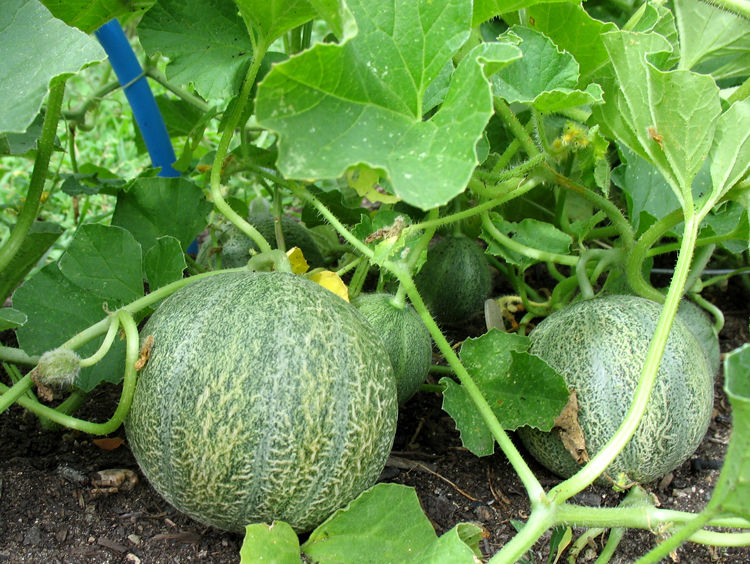 Thumbnail: Zuckermelone / Muskmelon - Cucumis Melo - Frische Samen