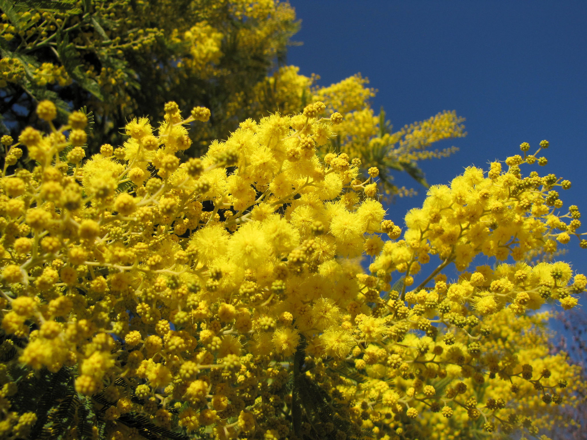 Silber Akazie - Acacia Dealbata - Frische Samen