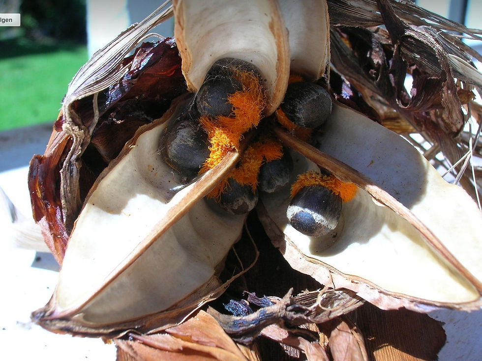Miniatura: Strelitzia Reginae