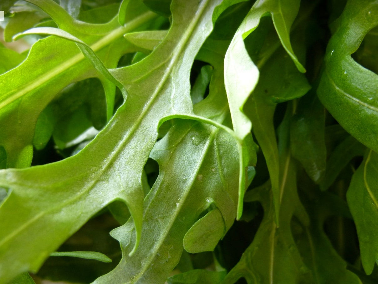 Arugula seeds - Eruca sativa