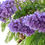 Miniatura: Palisanderholzbaum / Jacaranda - Frische Samen - Jacaranda Mimosifolia