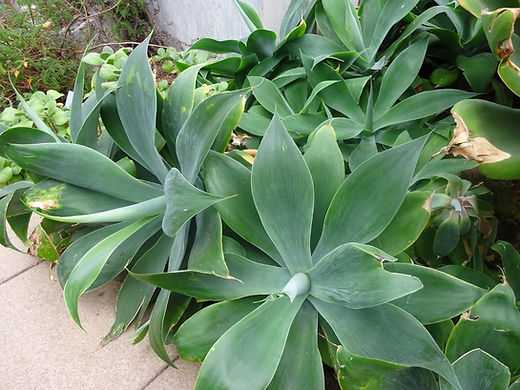 Fuchsschwanz Agave - Agave Attenuata - Frische Samen | nicks-asianshop.com
