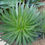 Miniatura: Faden Agave - Agave Filifera - Frische Samen