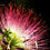 Thumbnail: Seidenbaum / Schlafbaum - Albizia julibrissin - Frische Samen