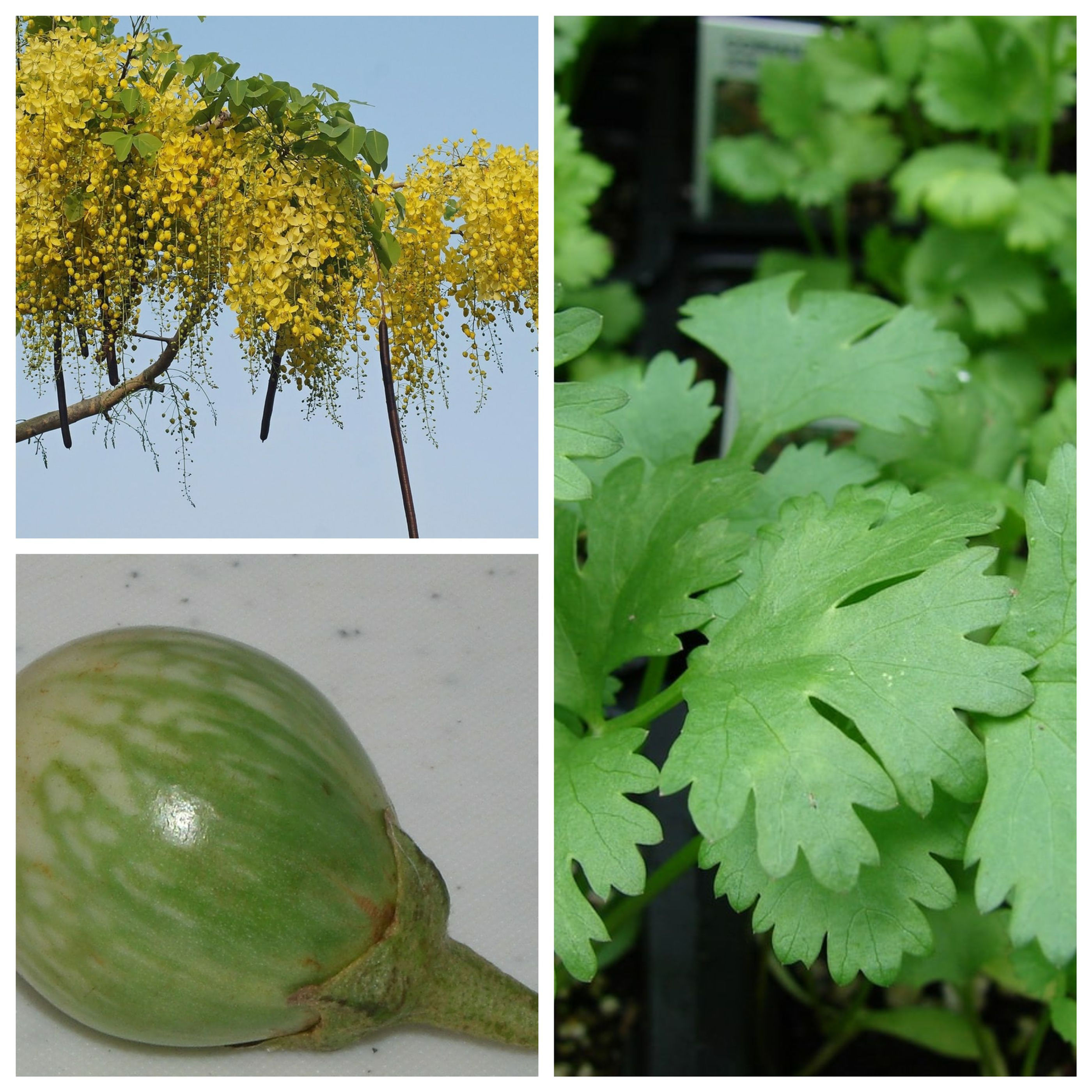 Package - 3: Indian laburnum, coriander, eggplant