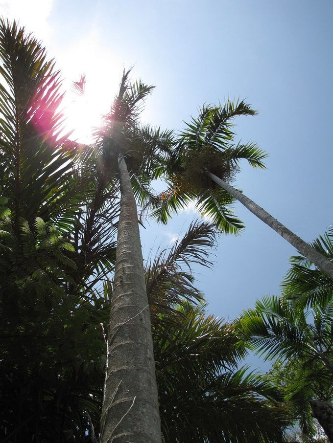 Thumbnail: Seltene Australische Palme - Carpentaria Acuminata - Frische Samen