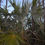 Miniaturbild: Atlantische Dreizackpalme - frische Samen - Leucothrinax Morrisii