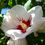 Thumbnail: Hibiscus - Rot / Weiss - Hibiscus syriacus - Frische Samen