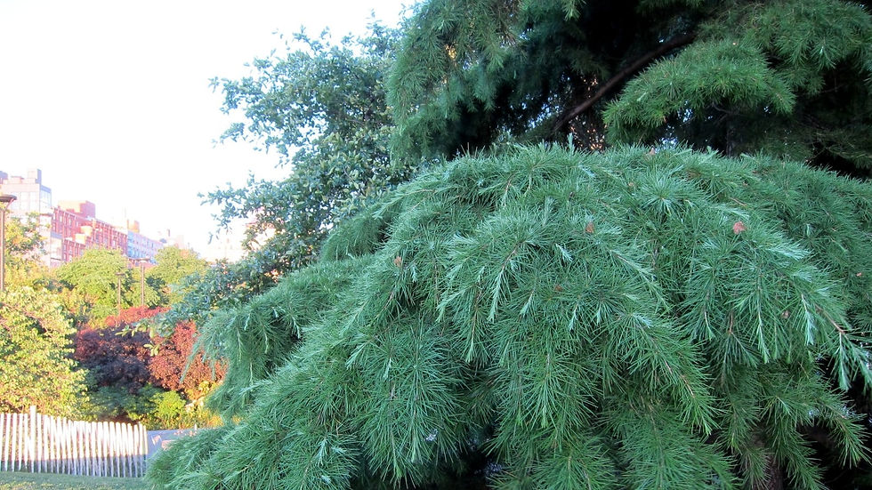 Miniatura: Himalaya Zeder - Cedrus Deodara