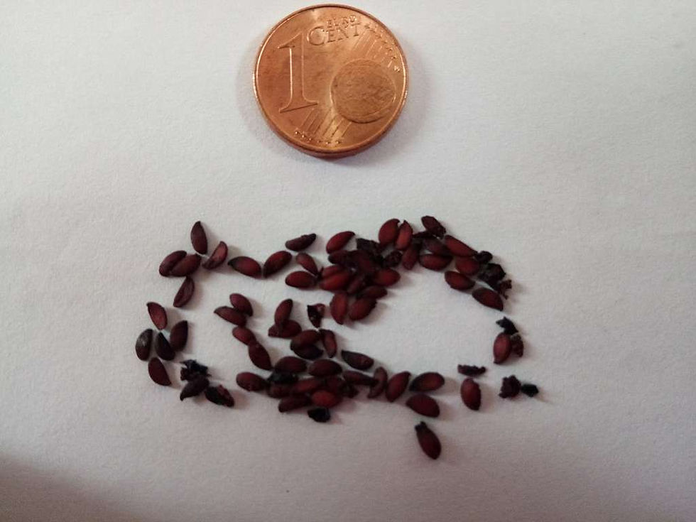 Miniatura: Paquete - 4: Aronia Berry, Desert Rose, Thai Basil