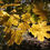 Thumbnail: Maple - yellow