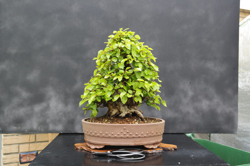 jap lrche bonsai Japanese Larch