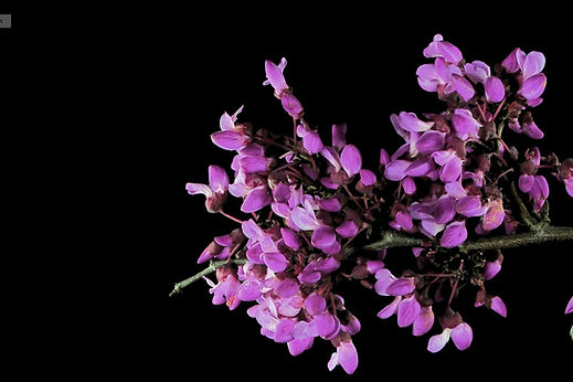 10+ Semi Di Albero Di Giuda Occidentale - Cercis Occidentalis Per Giardinaggio