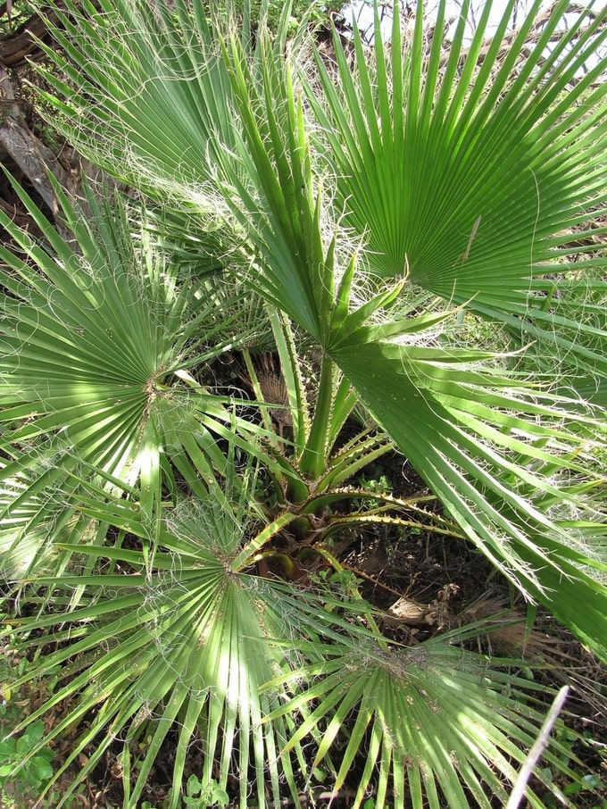 Miniature : Jupon paume - Washingtonia robusta