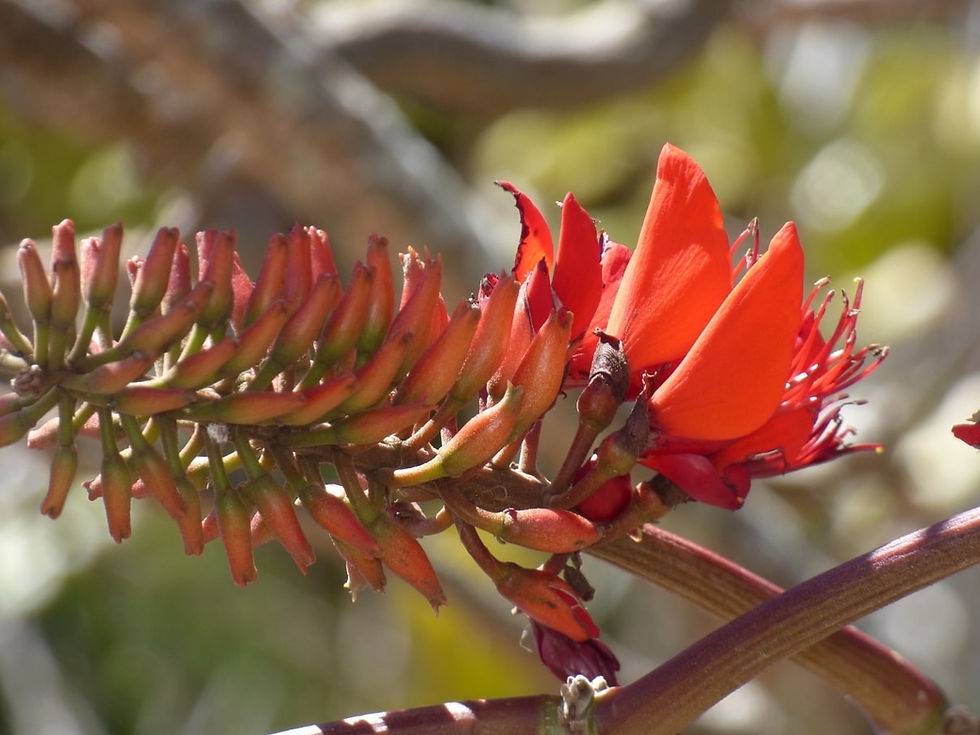 Miniatura: Árbol de coral indio - Erythrina variegata