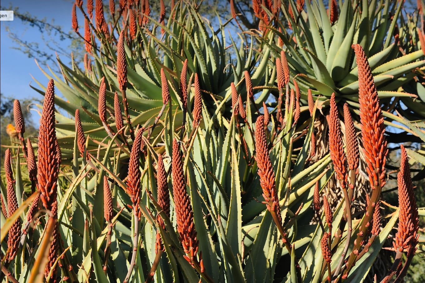Cape Aloe - Aloe Ferox - very fresh seeds