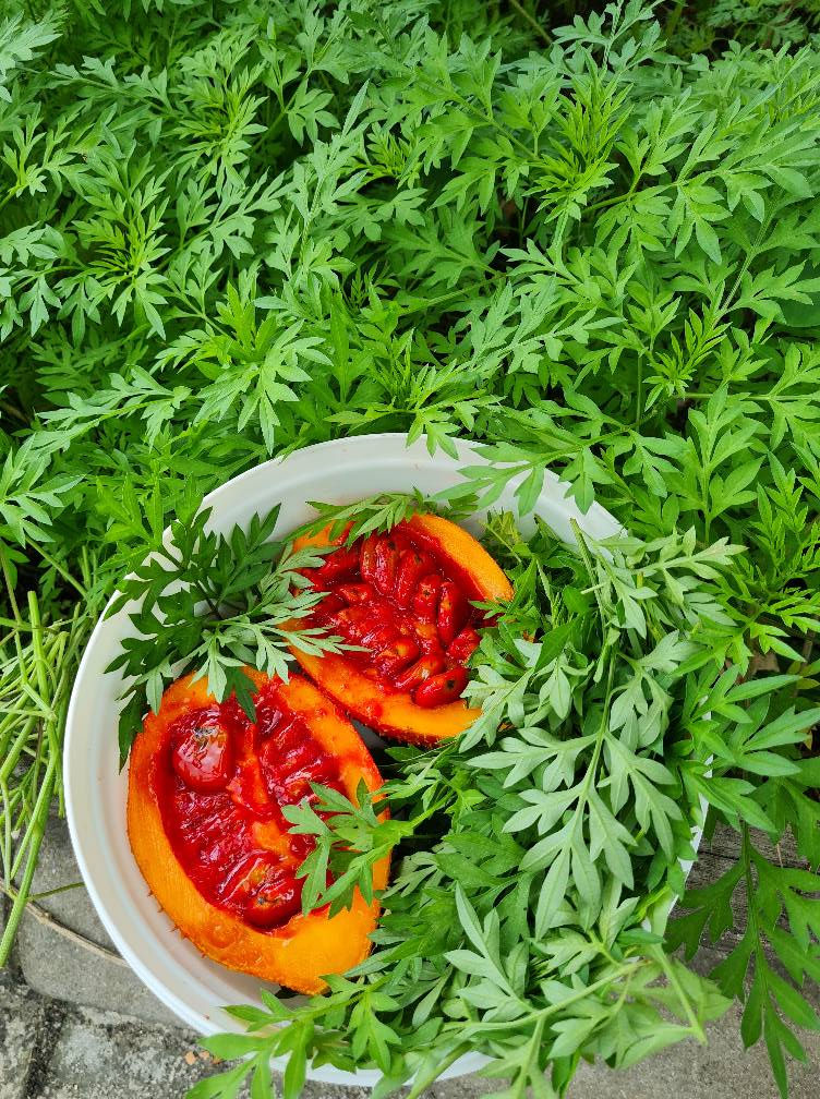 Thumbnail: Ulam Raja / King´s Salad - Cosmos Caudatus - Frische Samen