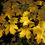 Thumbnail: Maple - yellow
