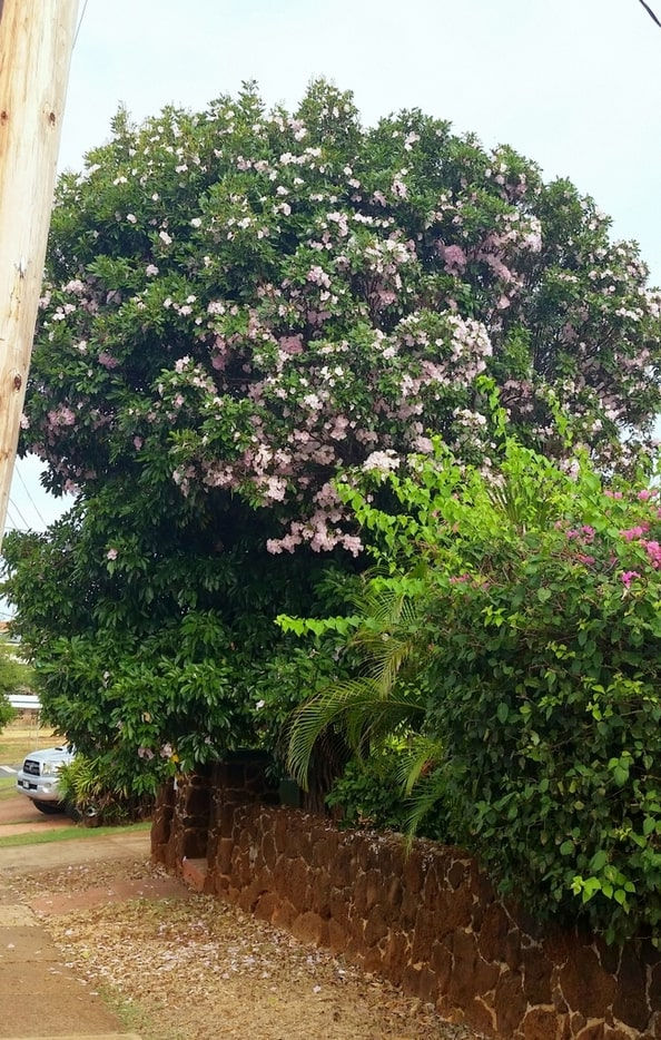 Thumbnail: Rosa Trompetenbaum - Roter Lapacho - Handroanthus Impetiginosus