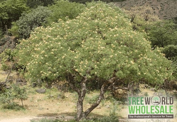 Miniature : Weisser Flammenbaum - Delonix Elata - Frische Samen