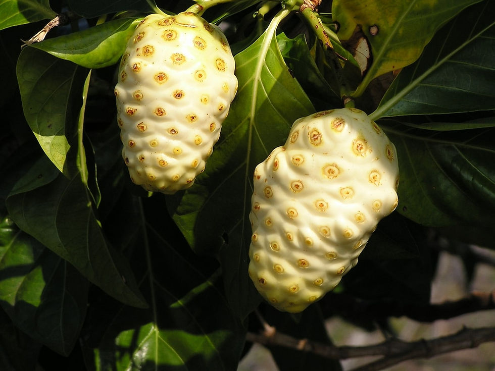 Thumbnail: Noni fruit - Morinda citrifolia